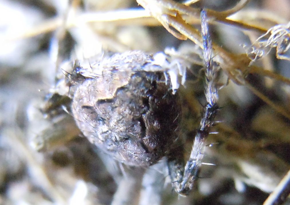 Neoscona subfusca